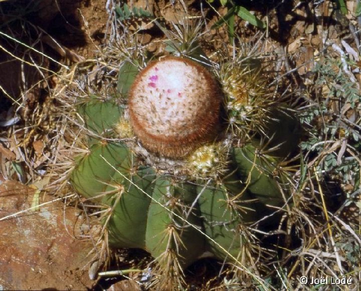 Melocactus acunae ssp lagunaensis Rio Jojo, Cu